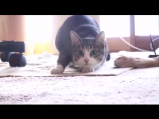 Прикольный кот