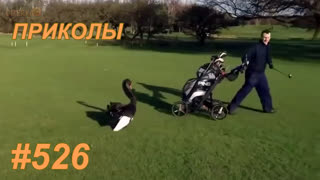 Приколы сентябрь 2019 №526